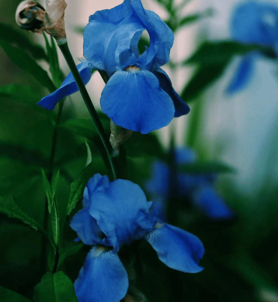 IRIS